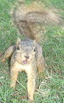 Angry Squirrel