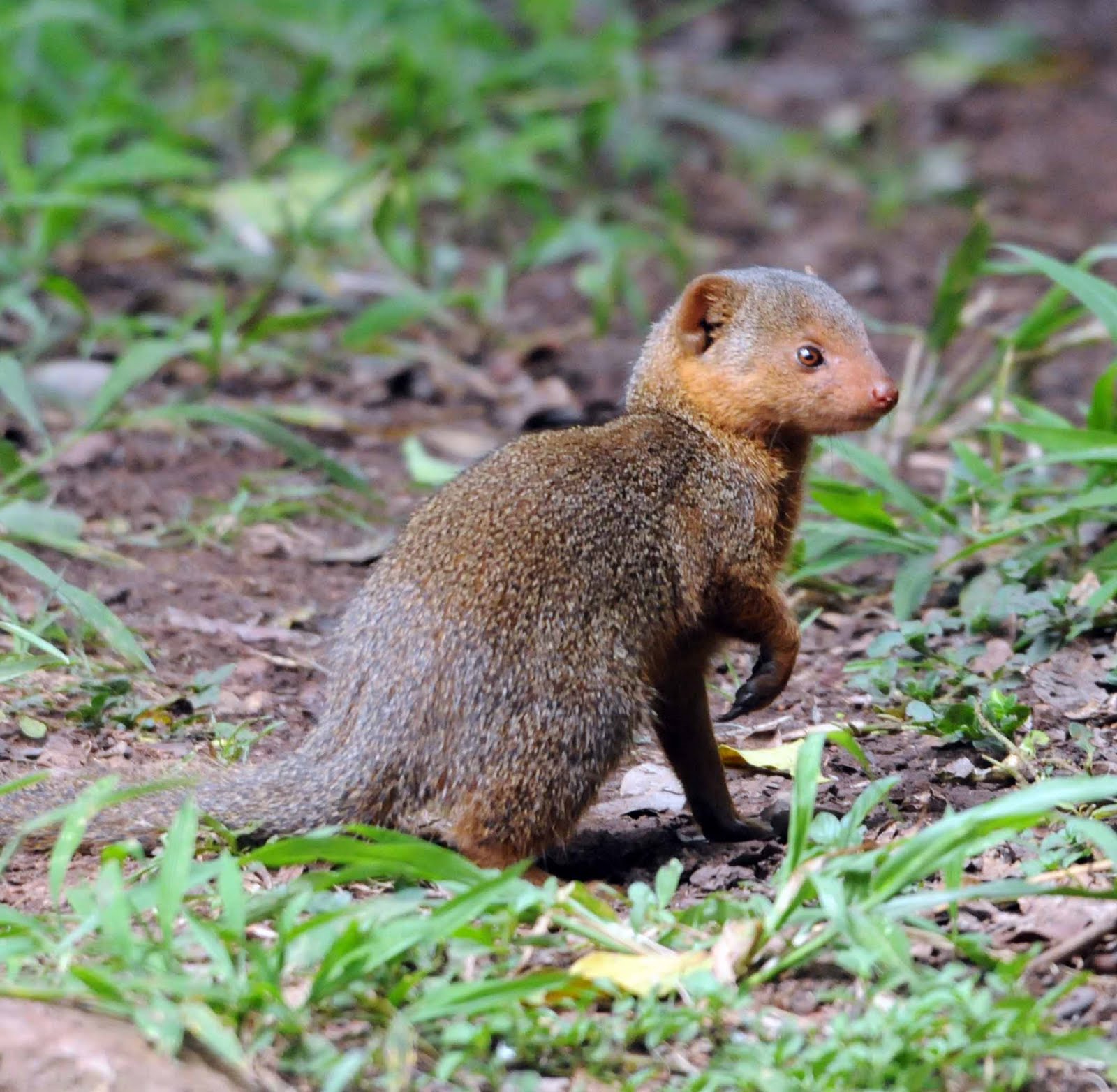 Albums 94+ Images show me pictures of a mongoose Sharp