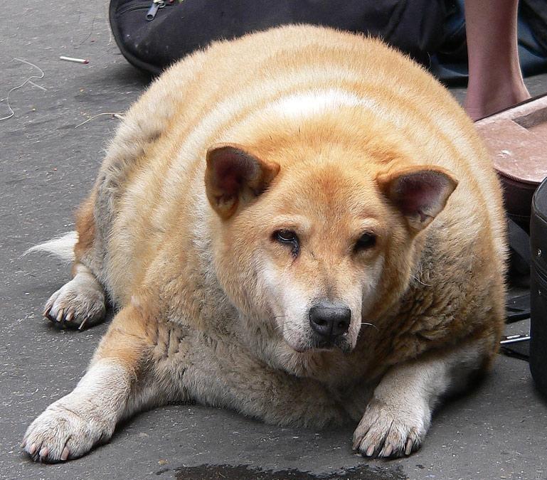 Animals The Cute And The Cuddly But Sometimes The Scary FAT DOGS AND CATS animals-the-cute-and-the-cuddly-but-sometimes-the-scary-fat-dogs-and-cats