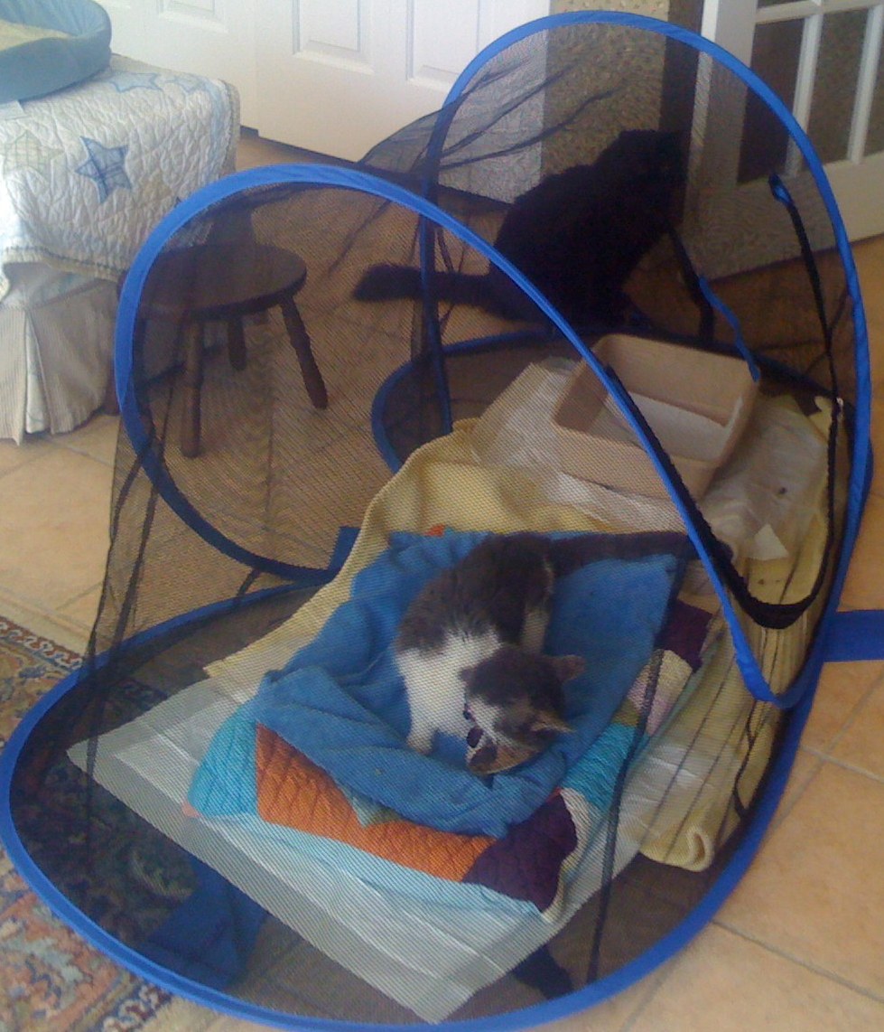 Mews & Views Brain Seizures in Older Cats