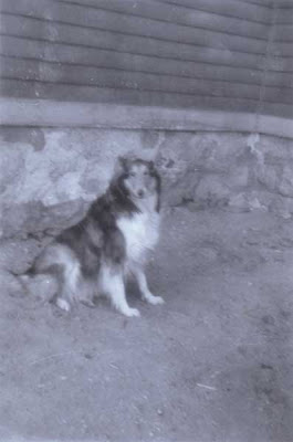 Lassie on Vose St. - circa April 1957