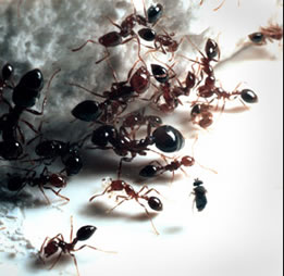 [ants.jpg]
