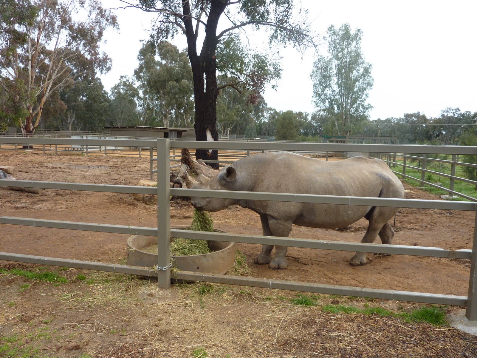 Snodge's subjective travel blog: Day 3 - Morning Walk at the zoo and on ...
