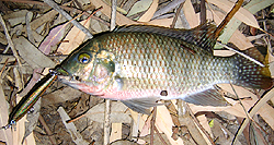 [YOZPinMusht250.jpg]