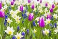 spring bulbs