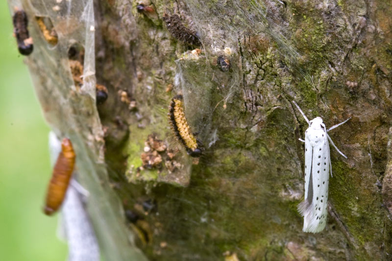 De Kleine Dingen Spinselmot