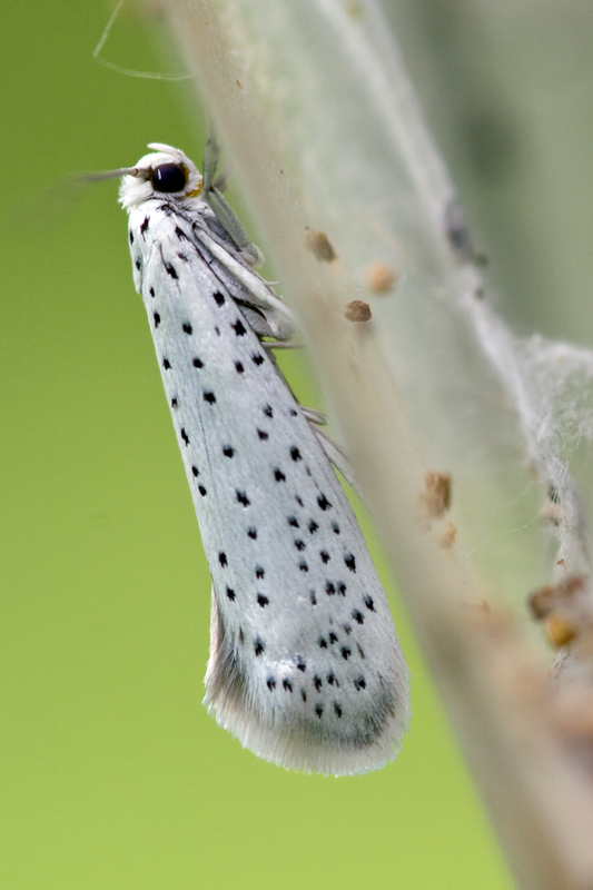 De Kleine Dingen Spinselmot