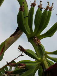 New bananas three days since bloom first started...