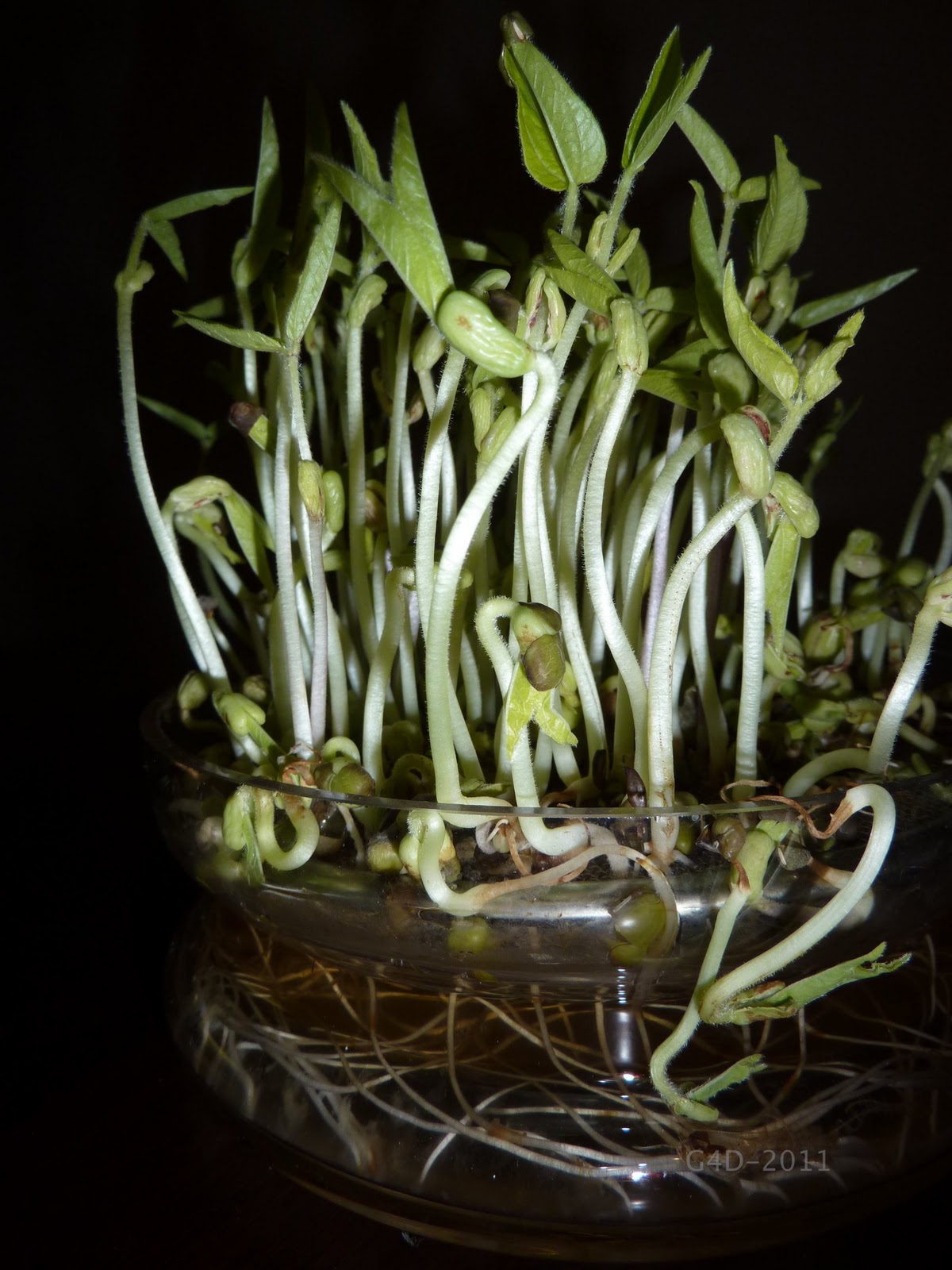 Gardening For Dinner Bean sprouts (taugé)