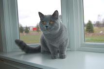 Derkatz Sterlingsilver of Castleray as a young cat at the Derkatz cattery.!!