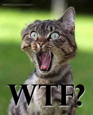 wtfcat2.jpg