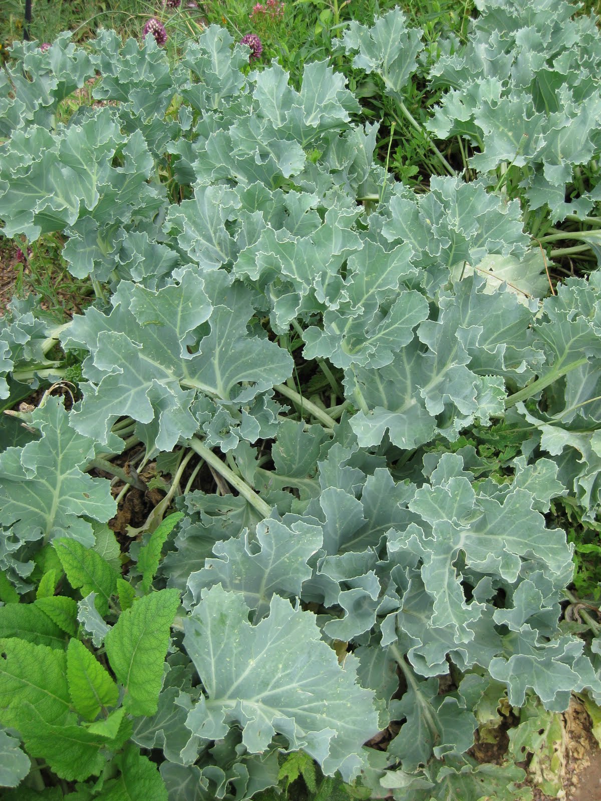 [Crambe+maritima+closeup+at+DBG.jpg]