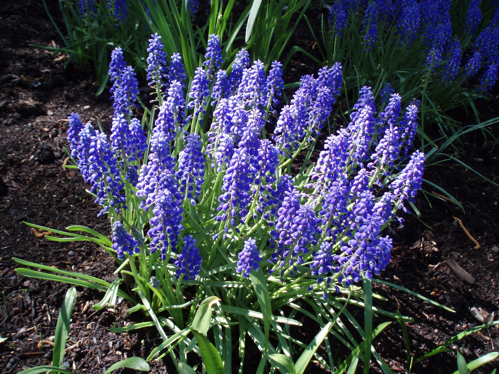 [Muscari+clump+in+08.jpg]