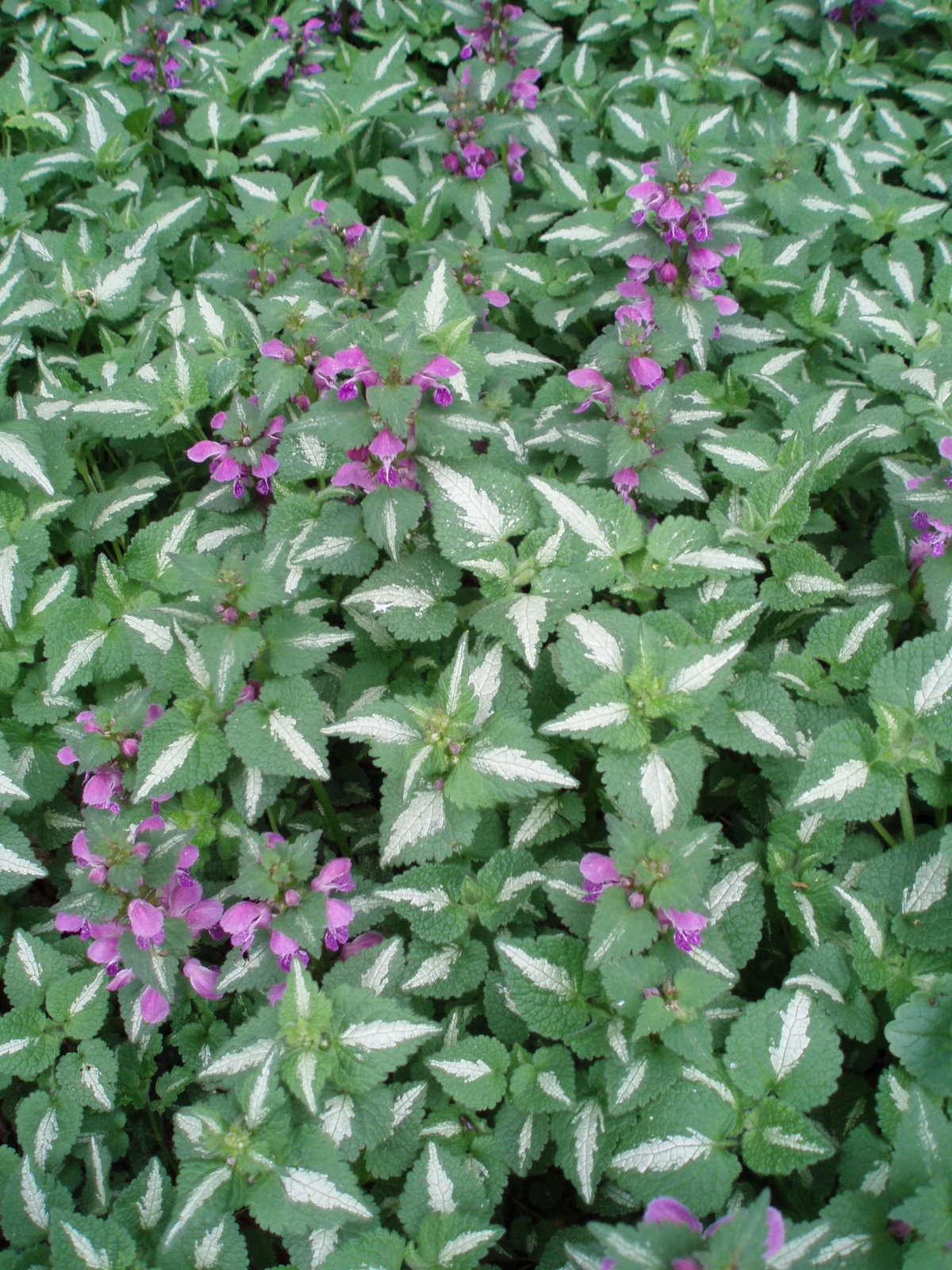 [Lamium+closeup.jpg]