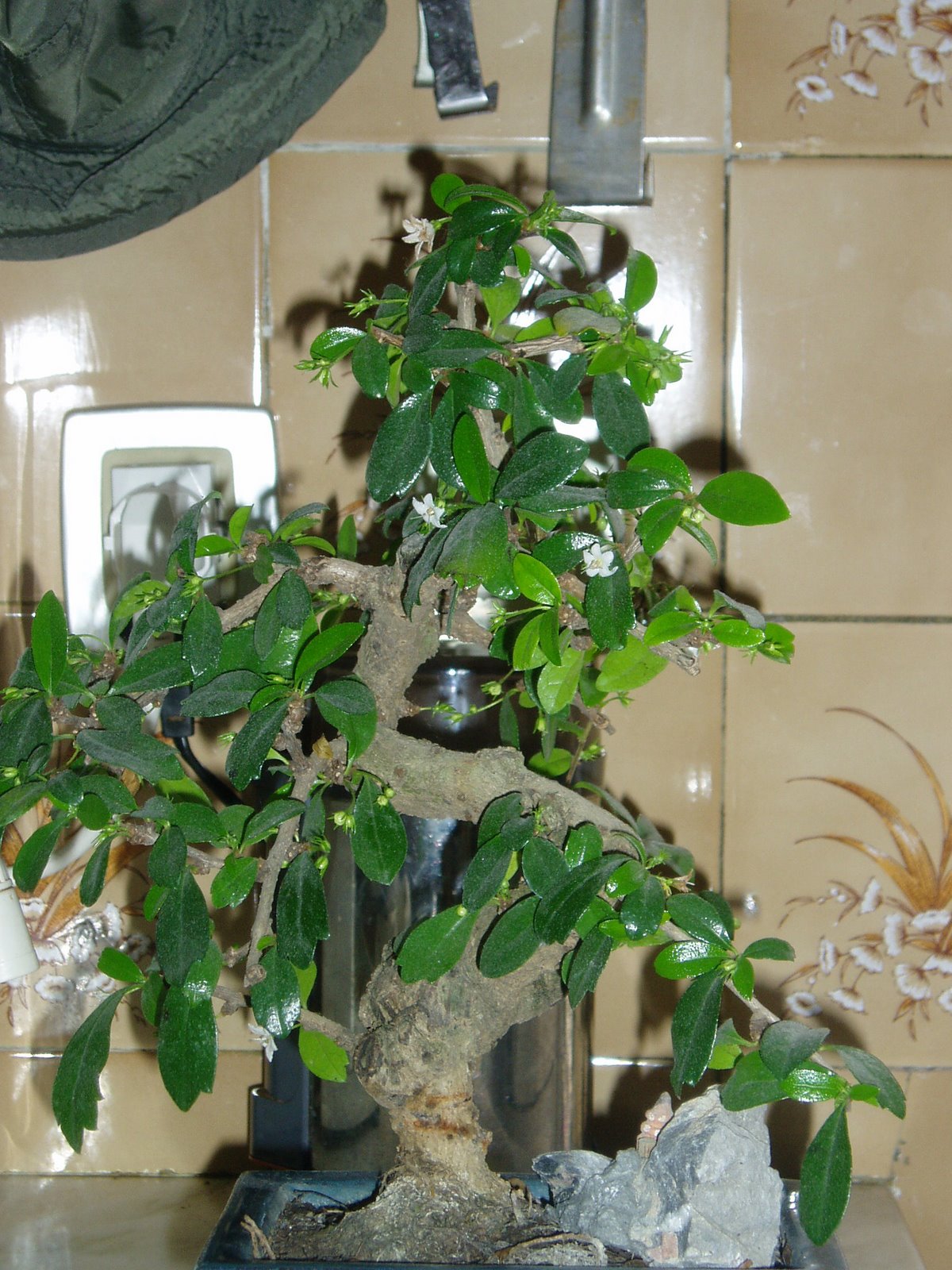 [bonsai+2.JPG]