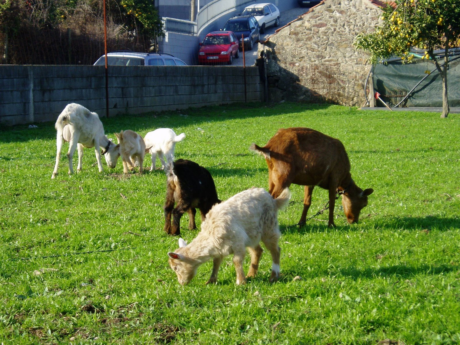 [cabritas1.JPG]