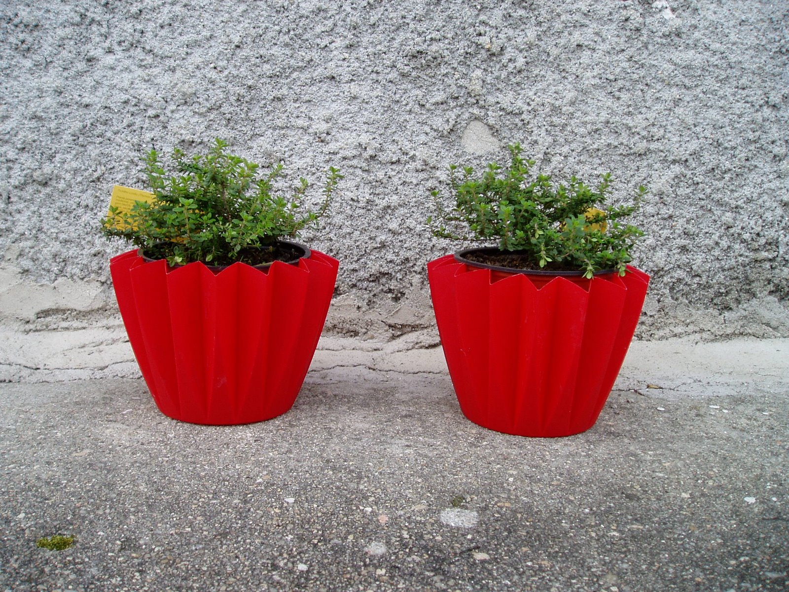 [2+vasos+de+tomilho.JPG]