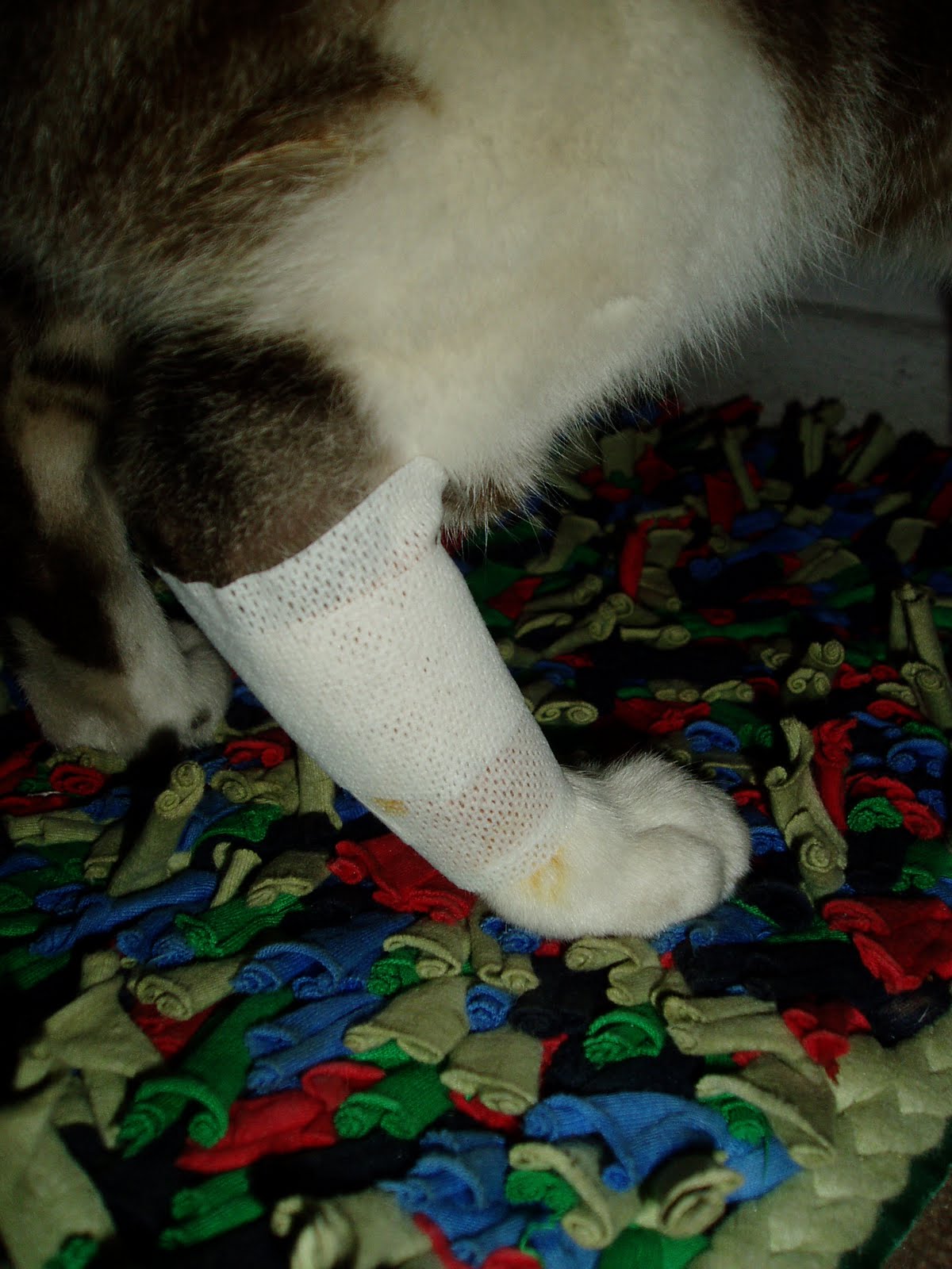 [Matias+lesionado.JPG]