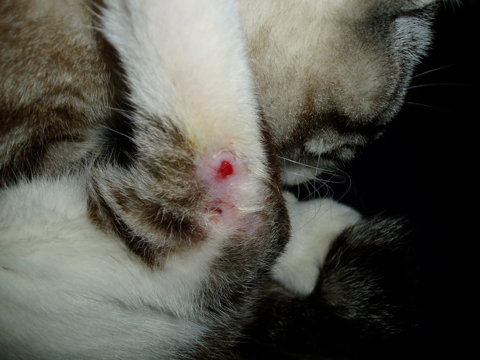 [Gato+lesionado.JPG]