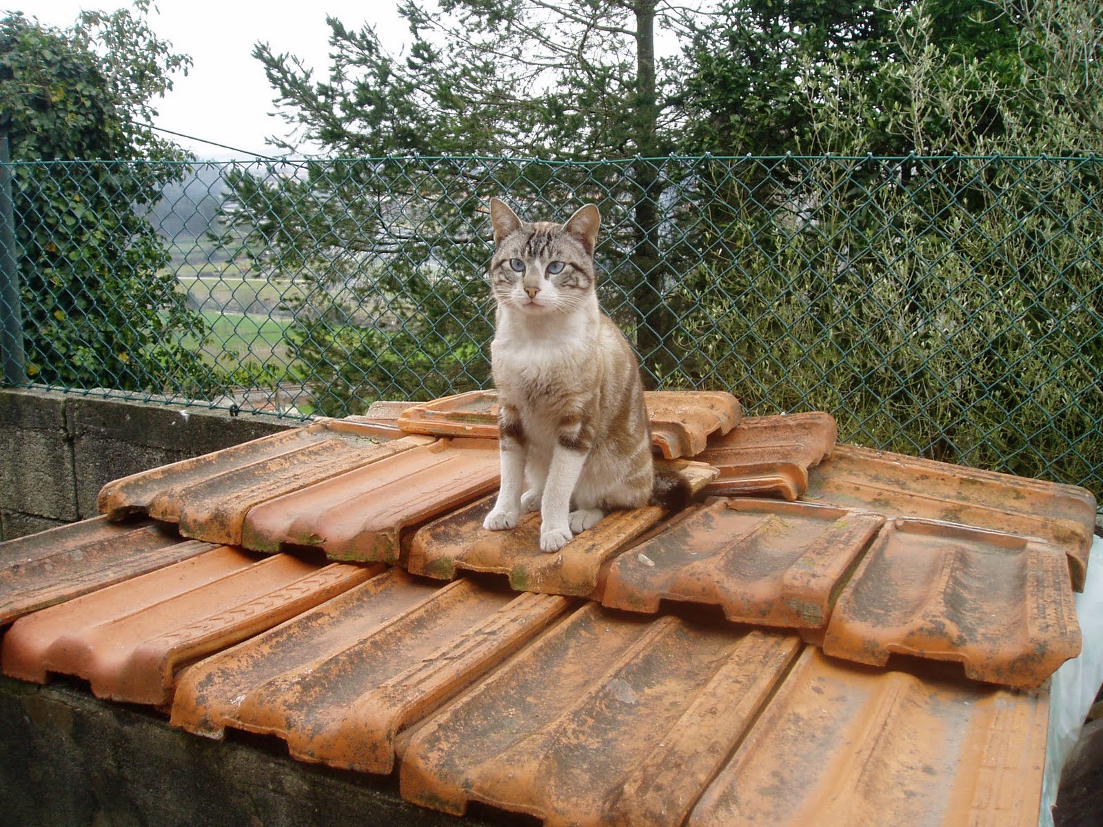 [Matias+18+Março+2010.JPG]