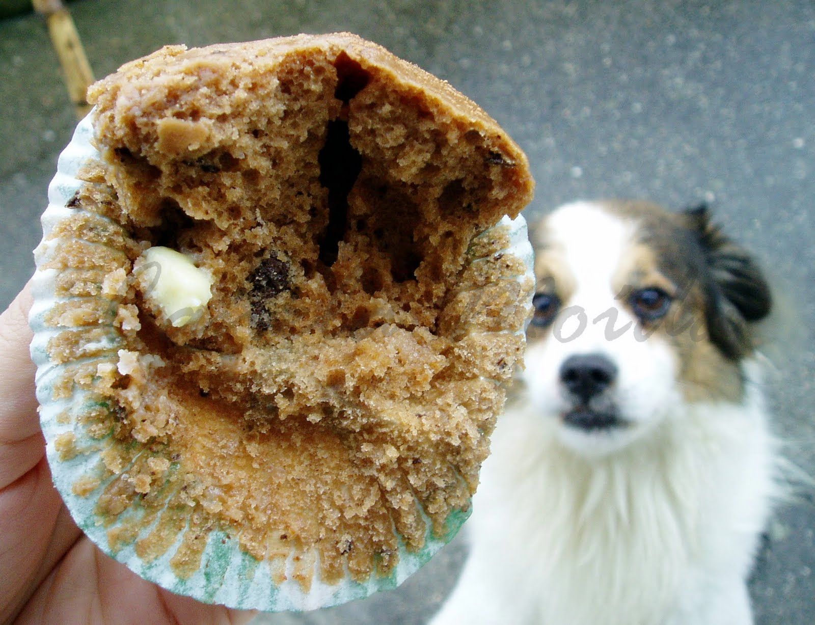 [Muffins+duplo+chocolateP.jpg]