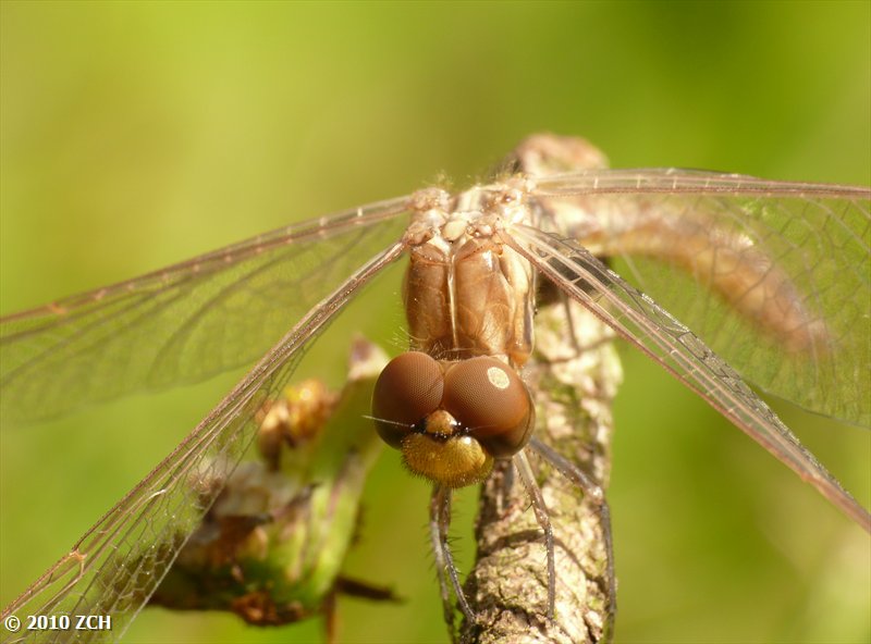 Longhorn Landscaping