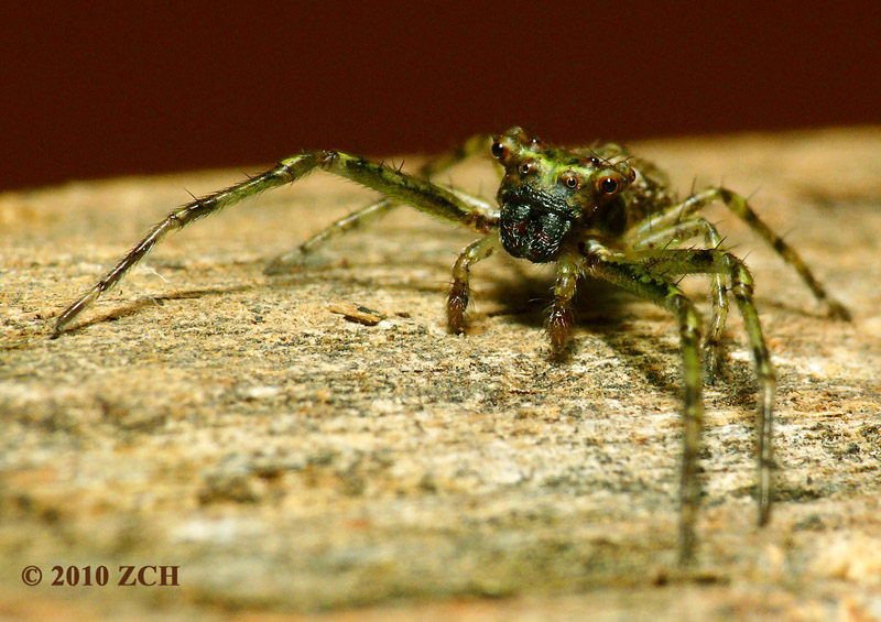 rown recluse spider bite brown recluse spider bite blister. rown recluse spider bite