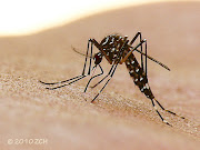 Mosquito, Harvard, Silver Falcon, Proboscis, Mothfly and others (bush mosquito)