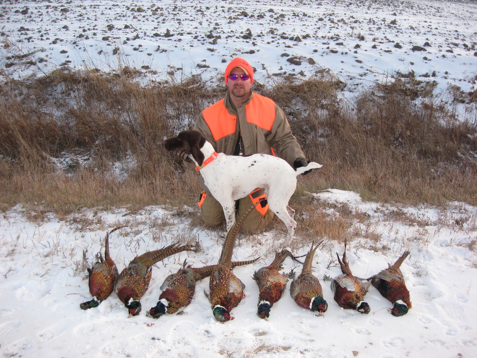 Willmar and Benson MN Pheasant Hunt