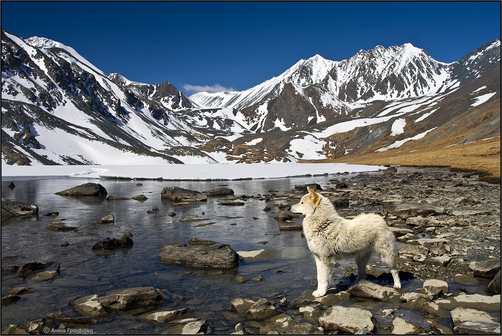 Животное горно алтайска. Фауна горного Алтая. Памир Мургаб снежный Барс. Снежный Барс на Белухе. Золотые горы Алтая фауна.