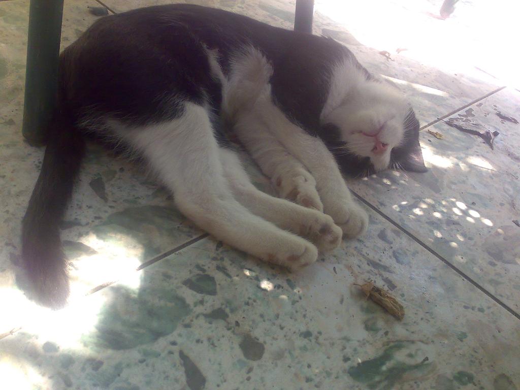 [Pisica+de+ministru+Blog+Roncea.jpg]