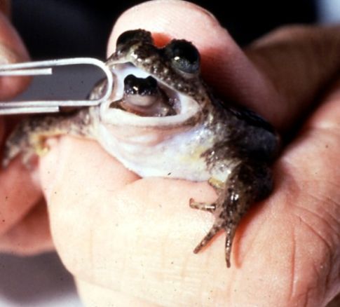 [Familia+Tismaneanu+si+fiul.jpg]