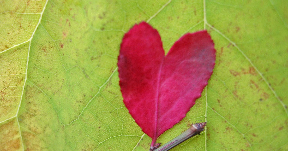осенняя фотосессия для двоих. Leaf lover's special. сердечки в природе. осенний листок. осень романтика.