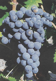 cabernet franc cabernet franc
