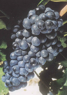 Uva Tannat: Variedades de Vid Tintas Tannat | Variedades de Vid Tintas