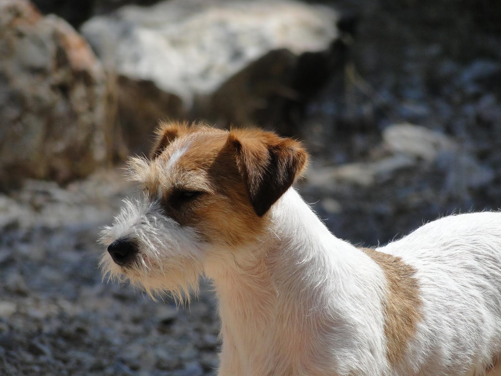 Los Jacks Russells de Auranjack NUESTRO BLAS.