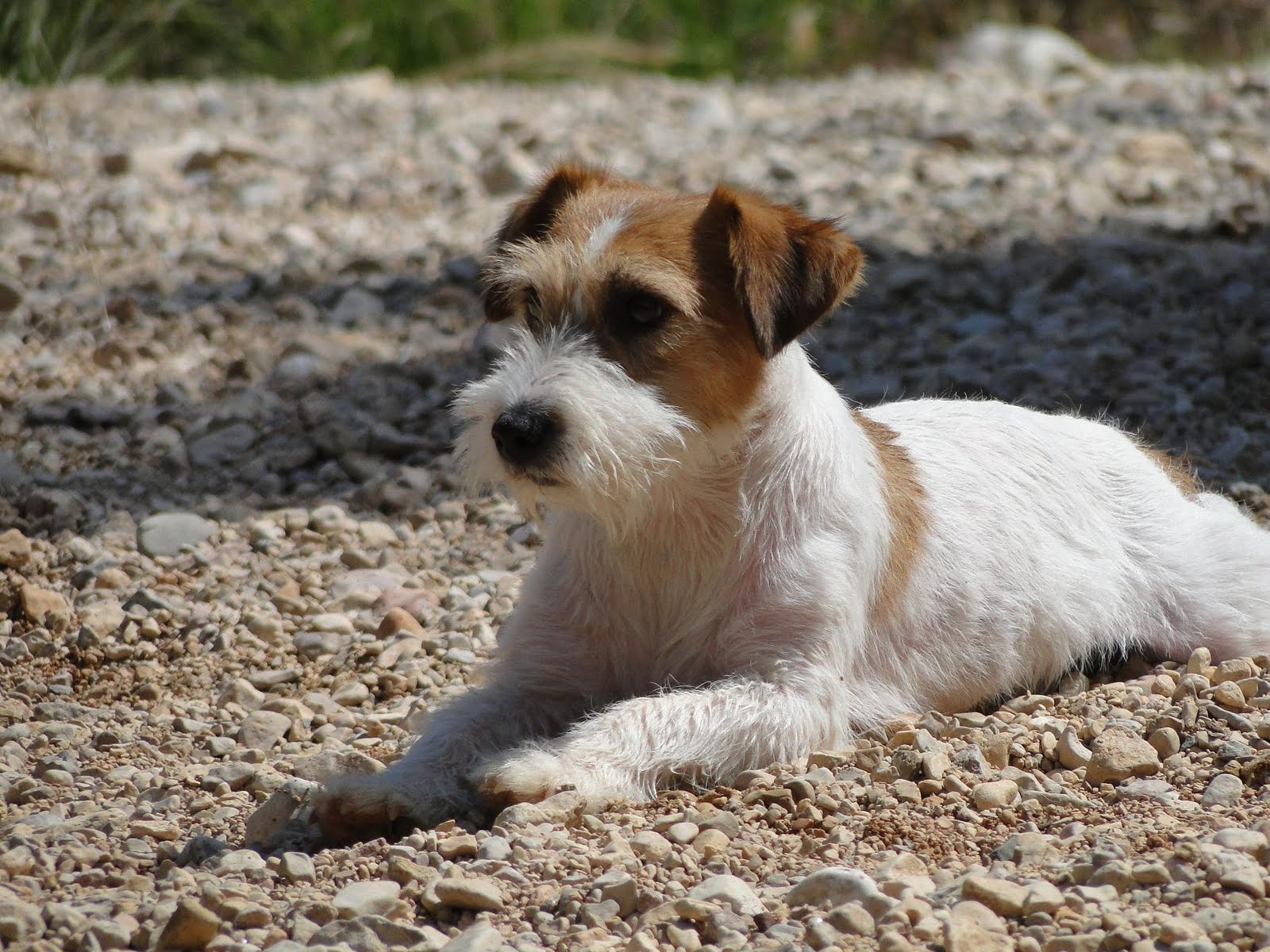 Los Jacks Russells de Auranjack NUESTRO BLAS.