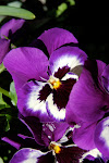 pansies in the planter