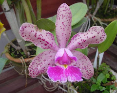 Catteya Pão de açucar