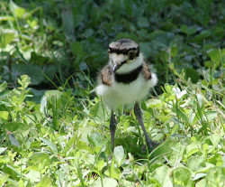 killdeer chick bird fluff ball above parents july