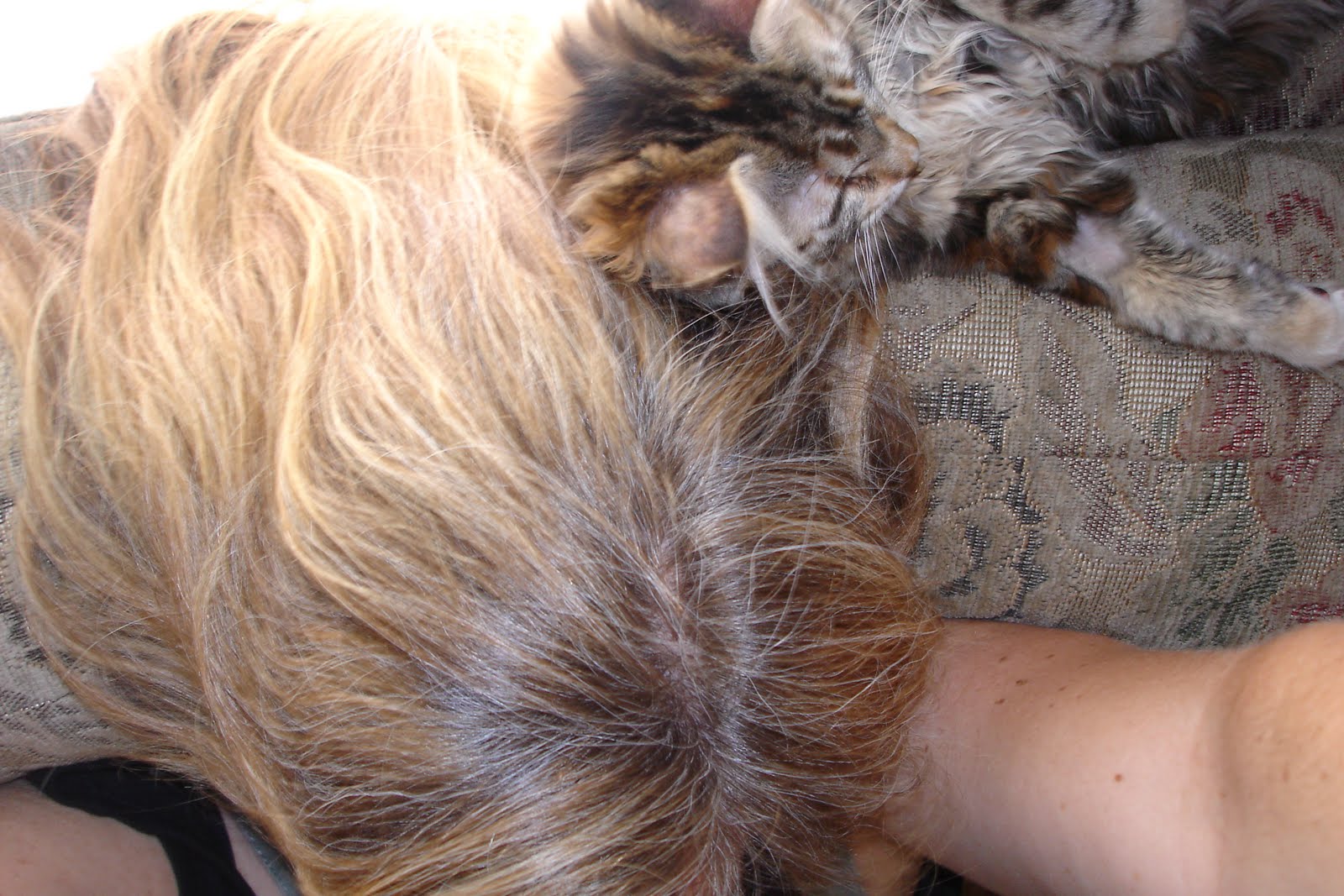 Nagle5 News Shoot Me 25 of 52 (Hair Extensions Gone Wrong Edition)