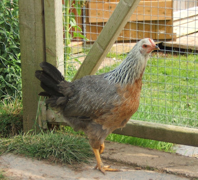 Bellecross Hens: Gold Duckwing Welsummer - For sale