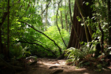 A Walk in the Forest