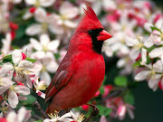 Beautiful birds wallpapers