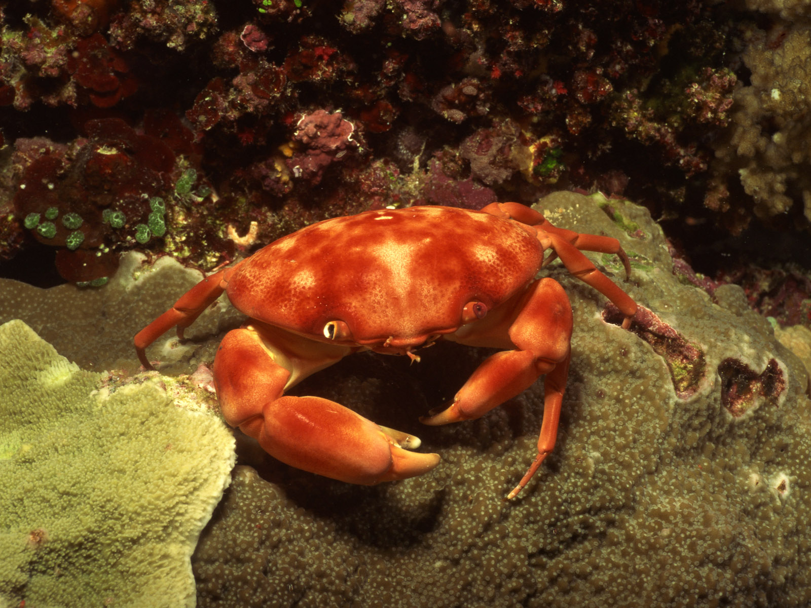 Nature Wallpaper Under-Water