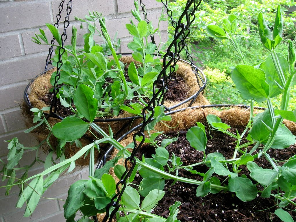 Ewa in the Garden 15 ideas of DIY pea trellis