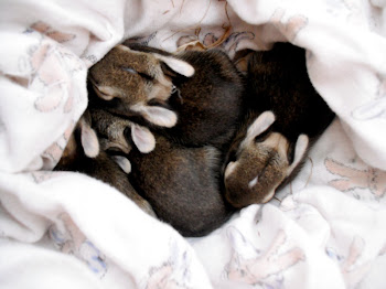 Ramblings of an Angsty Teenager: Oh My God Baby Rabbits.