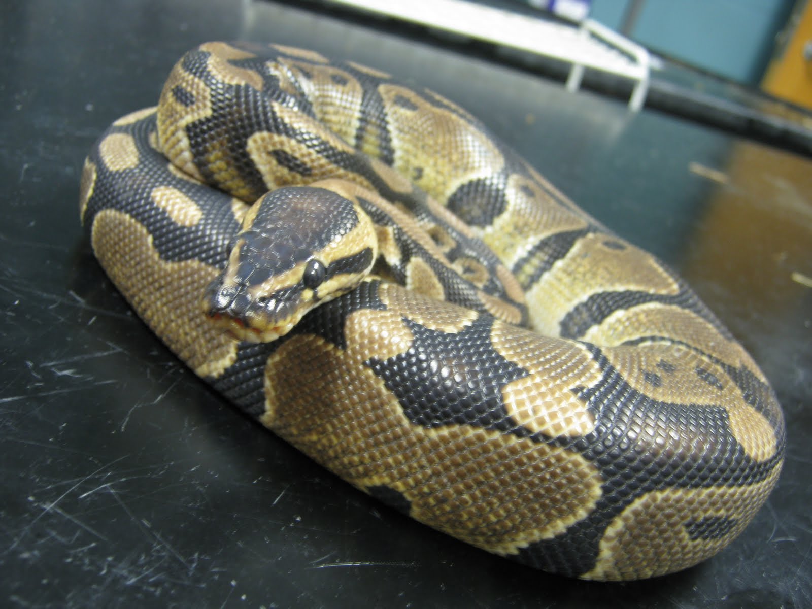 Ball Python: Ball Python (Python regius)