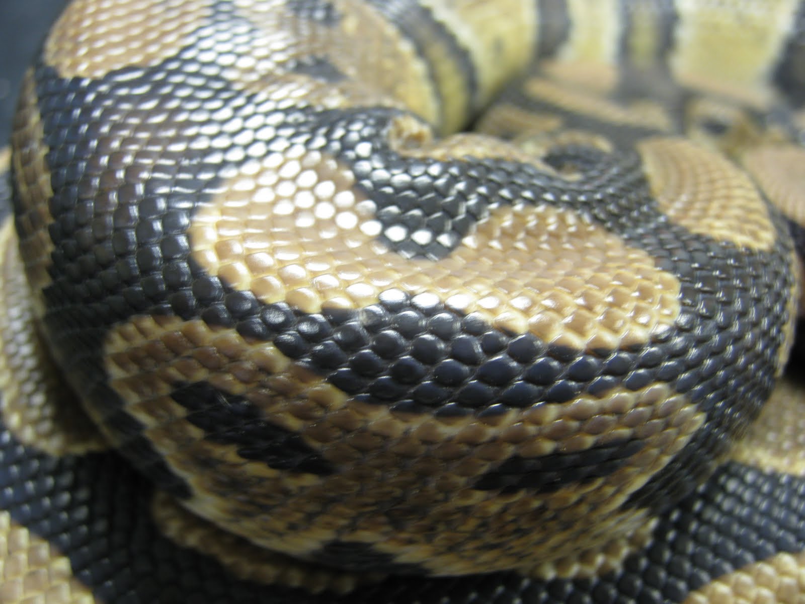 Ball Python: Ball Python (Python regius)