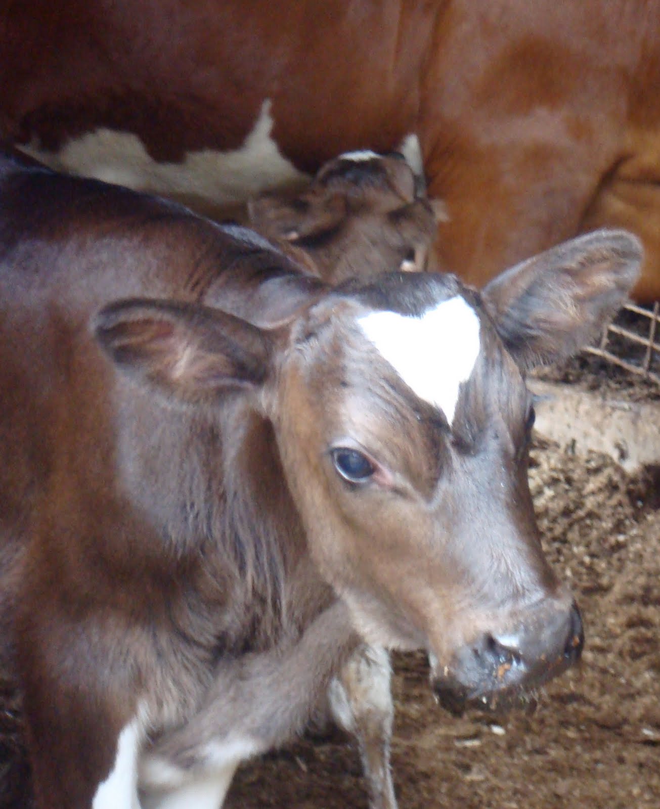 Boucher Family Farm Our Animals